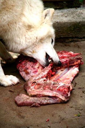 White wolf eating fresh meat の写真素材