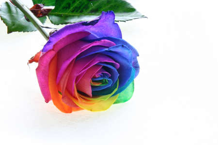 Colorful rose with a white wall の写真素材