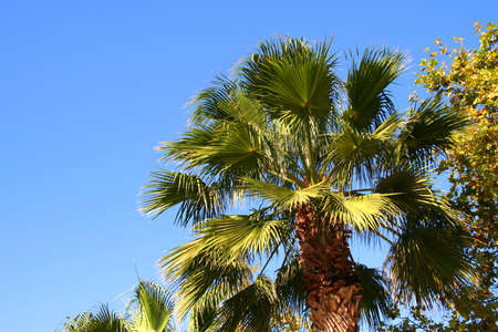 Palm leafs on the beach on a blue sky の写真素材