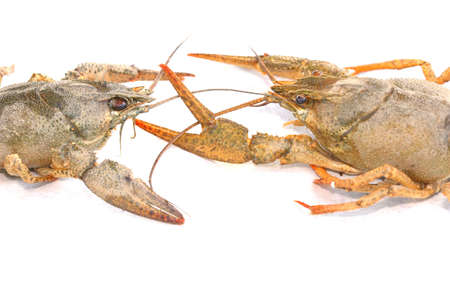 Two lobsters fighting on a white with a bit of shadow