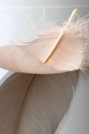 small feather close-up on a glass backgroundの写真素材