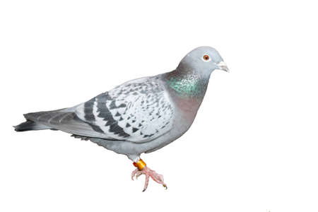 Pigeon isolated on white with a ring on one leg for identificationの写真素材
