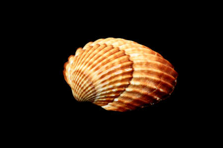 Close up of a seashell isolated on black の写真素材
