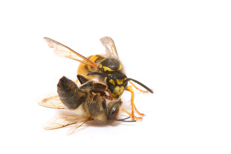 Close-up of a wasp fighting a beeの写真素材