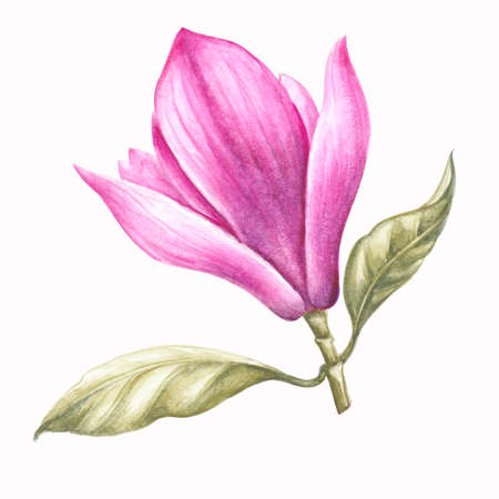 magnolia watercolorの写真素材