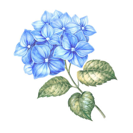 Blossom hydrangea flowers. Awesome blue floral heads. Design for marriage, wedding or invitation...