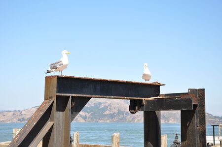 seagull の写真素材