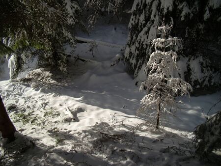 Beautiful Snow Covered Conifer Trees in sunny days, Poiana Brasov, Romaniaの写真素材