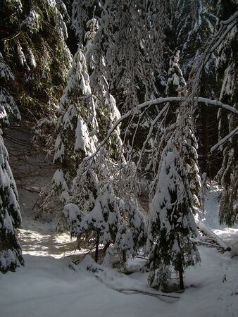 Beautiful Snow Covered Conifer Trees in sunny days, Poiana Brasov, Romaniaの写真素材