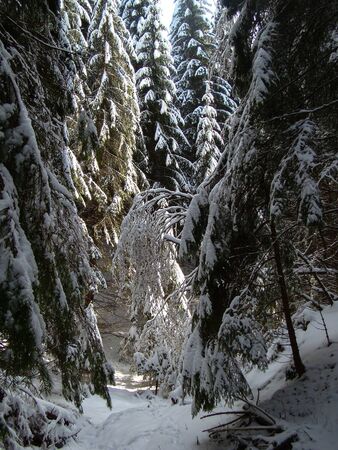 Beautiful Snow Covered Conifer Trees in sunny days, Poiana Brasov, Romaniaの写真素材