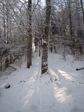 Beautiful Snow Covered Conifer Trees in sunny days, Poiana Brasov, Romaniaの写真素材