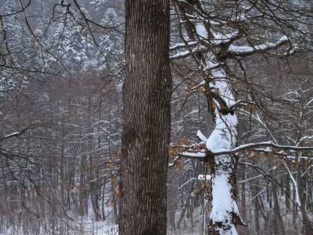 Beautiful Snow Covered Conifer Trees in sunny days, Poiana Brasov, Romaniaの写真素材