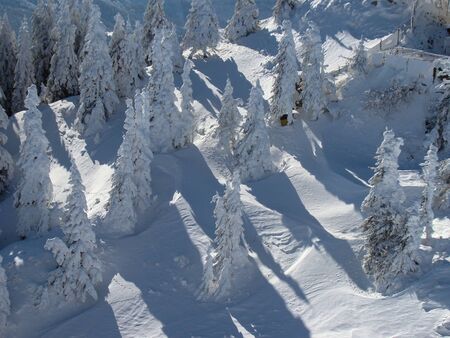 Beautiful Snow Covered Conifer Trees in sunny days, Poiana Brasov, Romaniaの写真素材