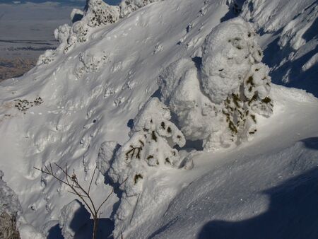 Beautiful Snow Covered Conifer Trees in sunny days, Poiana Brasov, Romaniaの写真素材