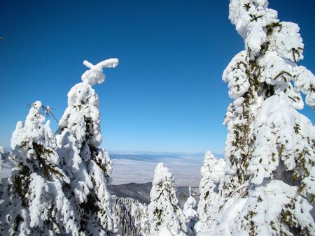 Beautiful Snow Covered Conifer Trees in sunny days, Poiana Brasov, Romaniaの写真素材
