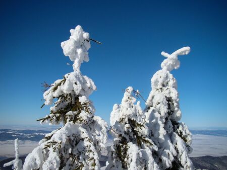 Beautiful Snow Covered Conifer Trees in sunny days, Poiana Brasov, Romaniaの写真素材