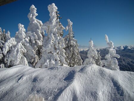 Beautiful Snow Covered Conifer Trees in sunny days, Poiana Brasov, Romaniaの写真素材