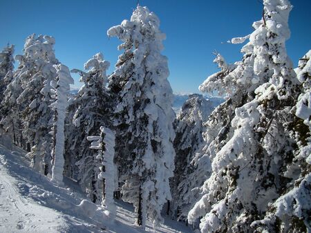 Beautiful Snow Covered Conifer Trees in sunny days, Poiana Brasov, Romaniaの写真素材