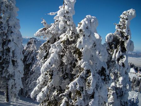Beautiful Snow Covered Conifer Trees in sunny days, Poiana Brasov, Romaniaの写真素材