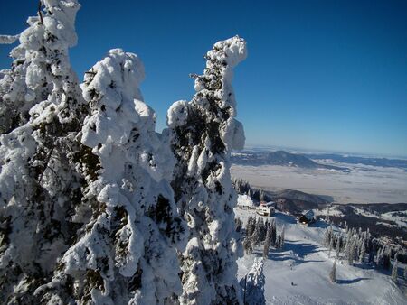 Beautiful Snow Covered Conifer Trees in sunny days, Poiana Brasov, Romaniaの写真素材