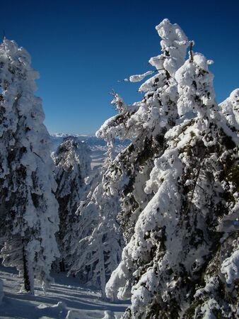 Beautiful Snow Covered Conifer Trees in sunny days, Poiana Brasov, Romaniaの写真素材
