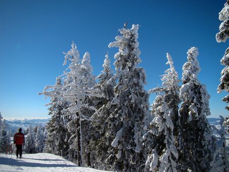 Beautiful Snow Covered Conifer Trees in sunny days, Poiana Brasov, Romaniaの写真素材