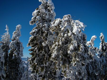 Beautiful Snow Covered Conifer Trees in sunny days, Poiana Brasov, Romaniaの写真素材