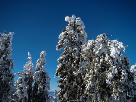 Beautiful Snow Covered Conifer Trees in sunny days, Poiana Brasov, Romaniaの写真素材