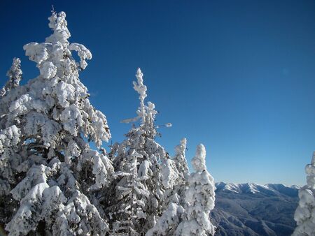 Beautiful Snow Covered Conifer Trees in sunny days, Poiana Brasov, Romaniaの写真素材