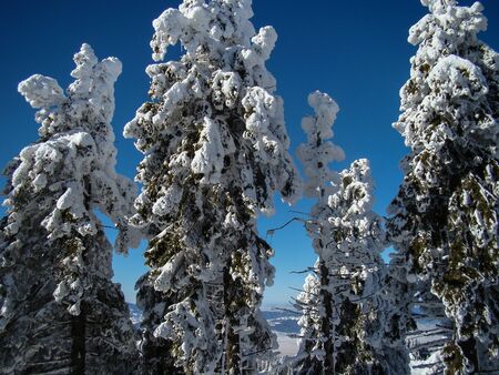 Beautiful Snow Covered Conifer Trees in sunny days, Poiana Brasov, Romaniaの写真素材