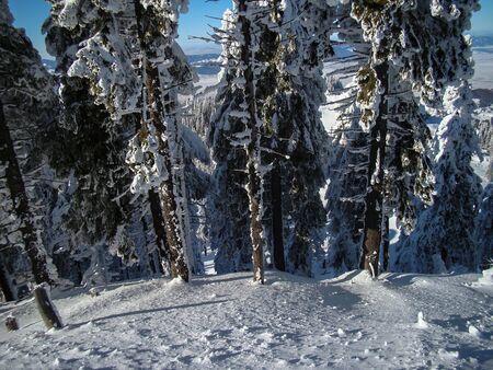 Beautiful Snow Covered Conifer Trees in sunny days, Poiana Brasov, Romaniaの写真素材