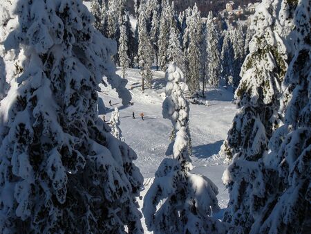 Beautiful Snow Covered Conifer Trees in sunny days, Poiana Brasov, Romaniaの写真素材