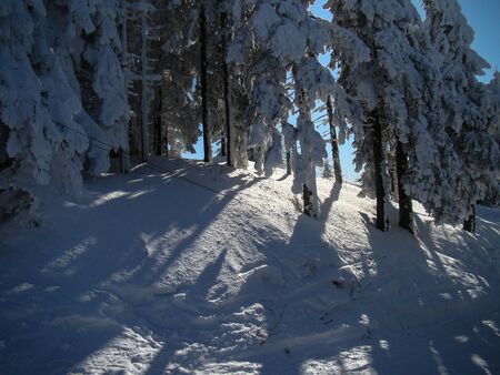 Beautiful Snow Covered Conifer Trees in sunny days, Poiana Brasov, Romaniaの写真素材