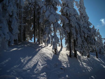 Beautiful Snow Covered Conifer Trees in sunny days, Poiana Brasov, Romaniaの写真素材