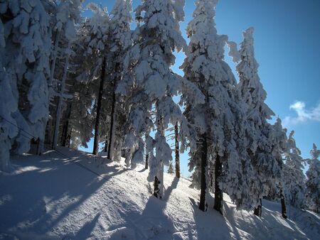 Beautiful Snow Covered Conifer Trees in sunny days, Poiana Brasov, Romaniaの写真素材