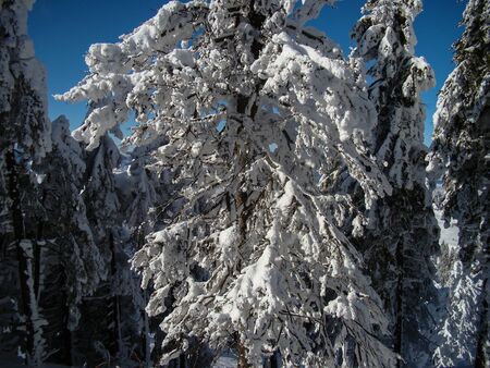 Beautiful Snow Covered Conifer Trees in sunny days, Poiana Brasov, Romaniaの写真素材