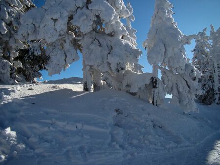 Beautiful Snow Covered Conifer Trees in sunny days, Poiana Brasov, Romaniaの写真素材