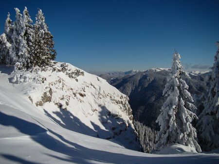 Beautiful Snow Covered Conifer Trees in sunny days, Poiana Brasov, Romaniaの写真素材