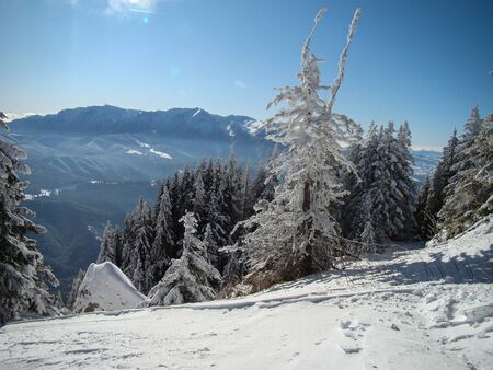Beautiful Snow Covered Conifer Trees in sunny days, Poiana Brasov, Romaniaの写真素材