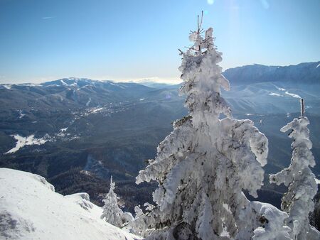 Beautiful Snow Covered Conifer Trees in sunny days, Poiana Brasov, Romaniaの写真素材