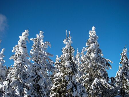 Beautiful Snow Covered Conifer Trees in sunny days, Poiana Brasov, Romaniaの写真素材