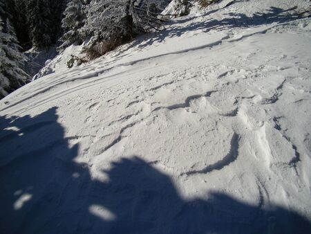 Beautiful Snow Covered Conifer Trees in sunny days, Poiana Brasov, Romaniaの写真素材
