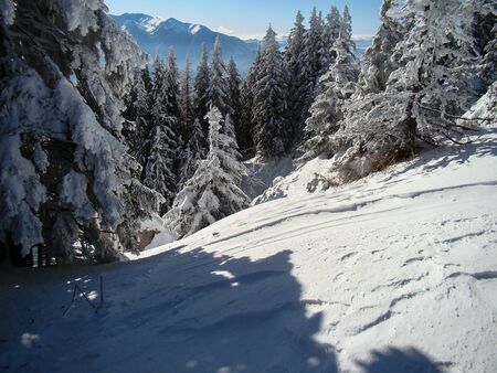 Beautiful Snow Covered Conifer Trees in sunny days, Poiana Brasov, Romaniaの写真素材
