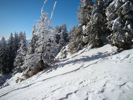 Beautiful Snow Covered Conifer Trees in sunny days, Poiana Brasov, Romaniaの写真素材