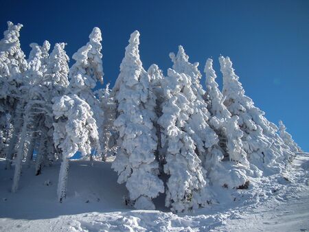 Beautiful Snow Covered Conifer Trees in sunny days, Poiana Brasov, Romaniaの写真素材