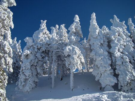Beautiful Snow Covered Conifer Trees in sunny days, Poiana Brasov, Romaniaの写真素材