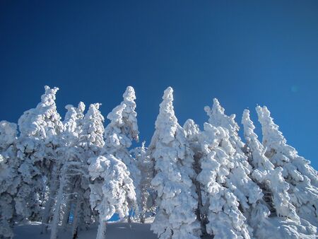 Beautiful Snow Covered Conifer Trees in sunny days, Poiana Brasov, Romaniaの写真素材
