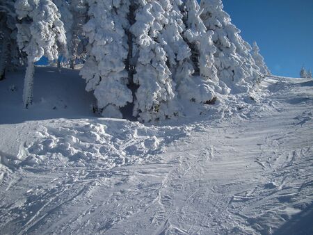 Beautiful Snow Covered Conifer Trees in sunny days, Poiana Brasov, Romaniaの写真素材