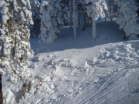Beautiful Snow Covered Conifer Trees in sunny days, Poiana Brasov, Romaniaの写真素材
