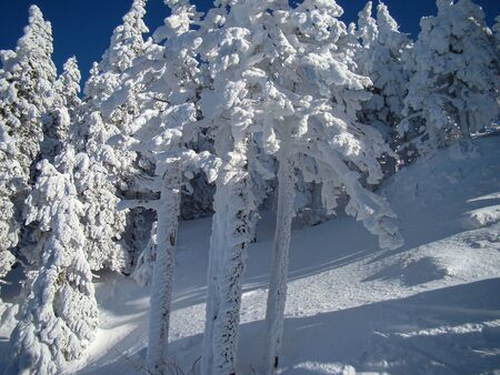 Beautiful Snow Covered Conifer Trees in sunny days, Poiana Brasov, Romaniaの写真素材